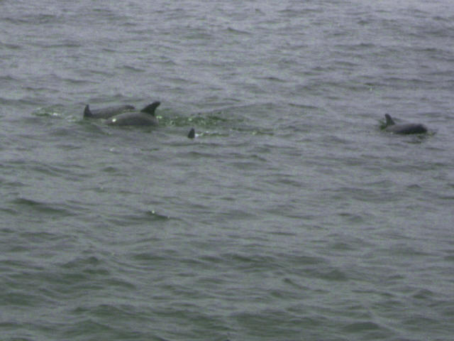 Dolphins offshore of Sunset Beach, NJ