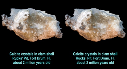 Calcite crystals in clam shell - Rucks' Pit, Fort Drum, Fl., about 2 milion years old