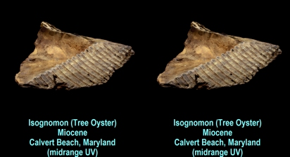 Isognomon (Tree Oyster) - Miocene - Calvert Beach, Maryland (midrange UV)