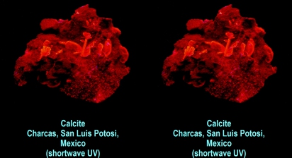 Calcite: phantom crystals on matrix - Charcas, San Luis Potosi, Mexico (shortwave UV)
